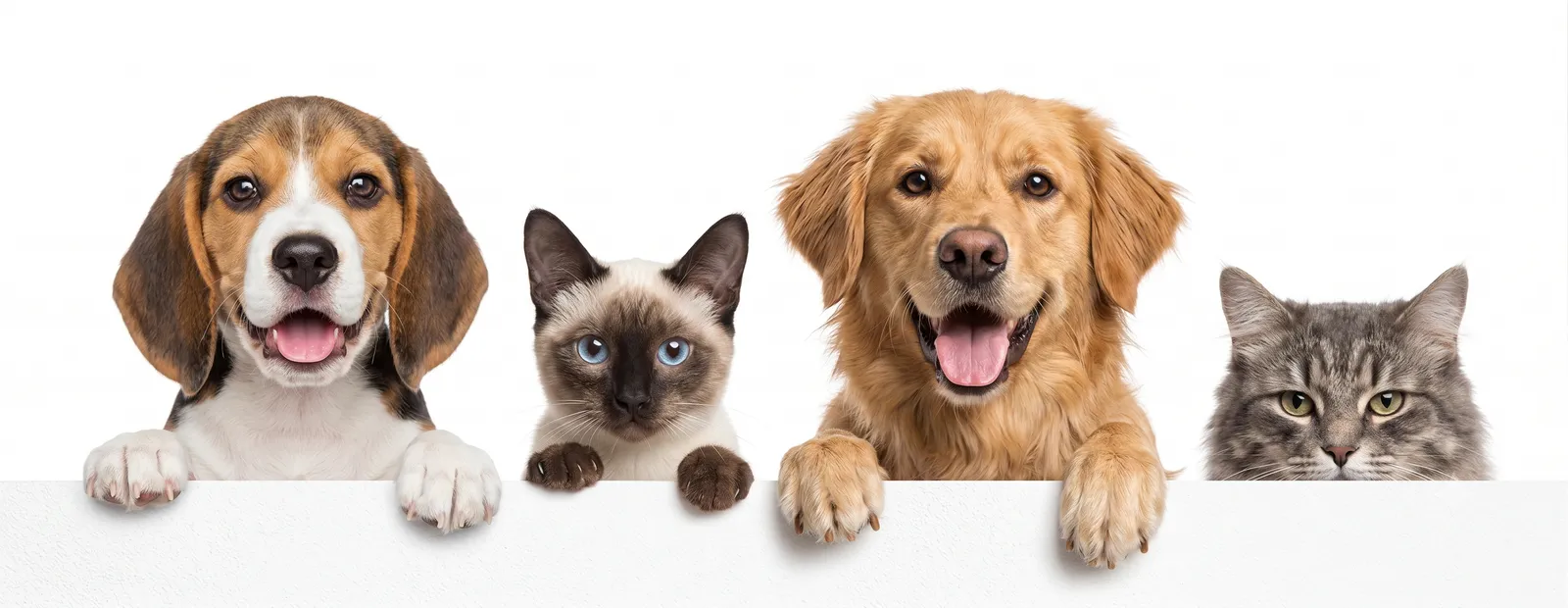 Pets apoiados numa borda branca