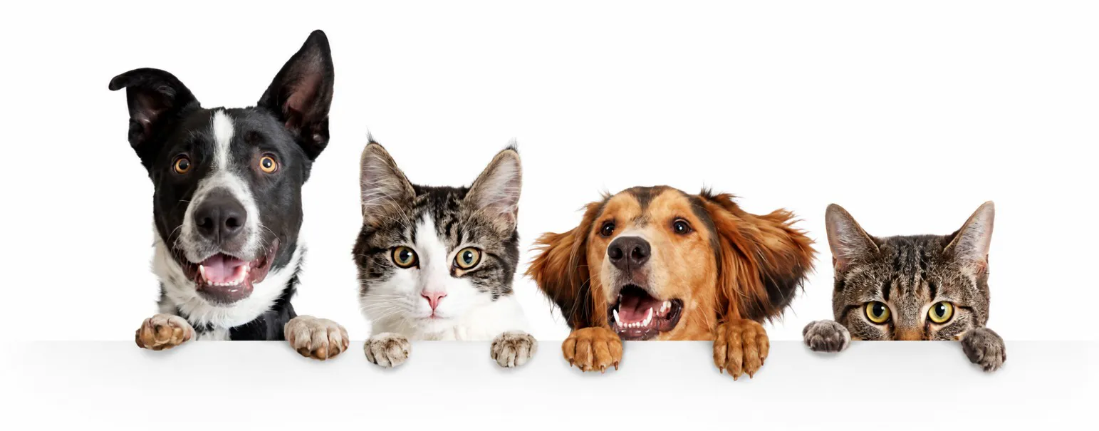 Pets apoiados numa borda branca